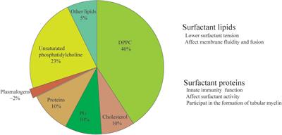 The Potential Role of Bioactive Plasmalogens in Lung Surfactant